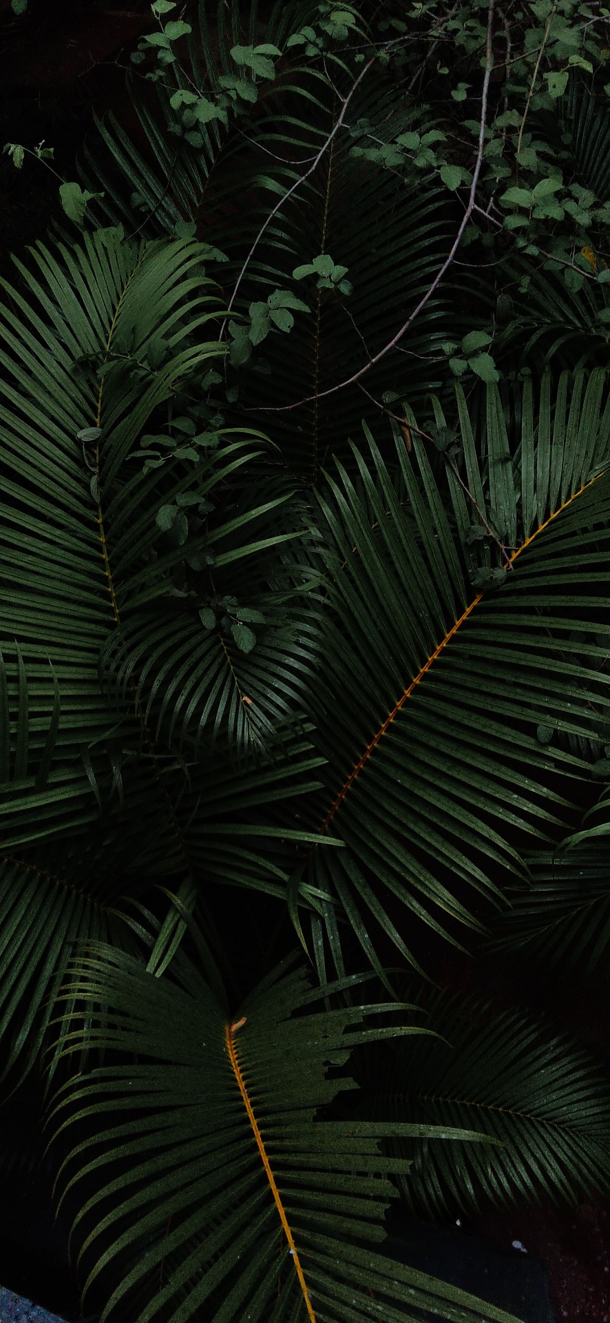 Amazon rainforest landscape